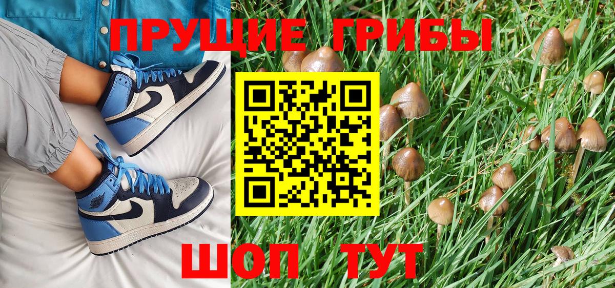 Галлюциногенные грибы Psilocybe Кандалакша